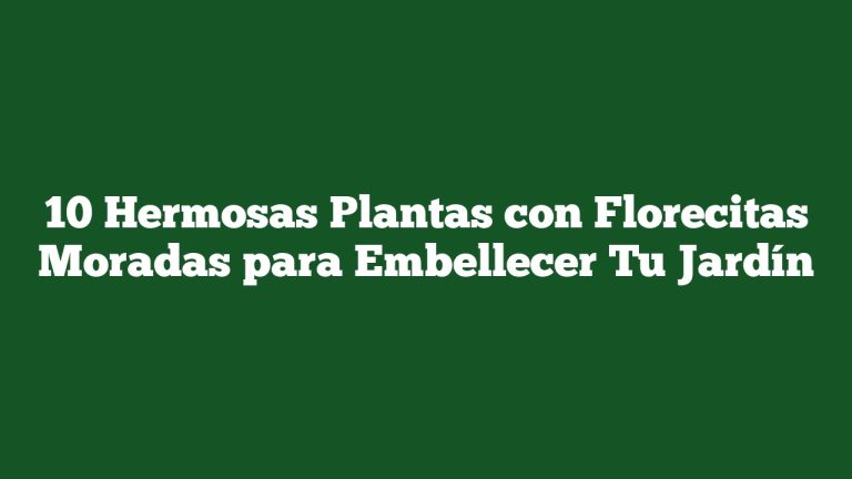 Imagen de 10 Hermosas Plantas con Florecitas Moradas para Embellecer Tu Jardín 10 Hermosas Plantas con Florecitas Moradas para Embellecer Tu Jardín