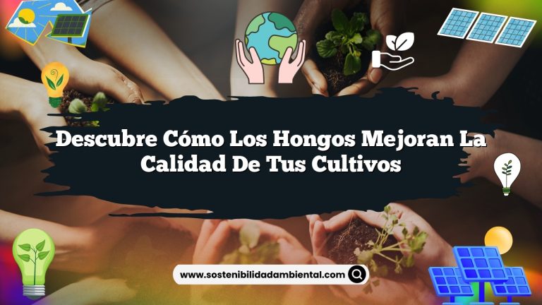 Descubre cómo los hongos mejoran la calidad de tus cultivos